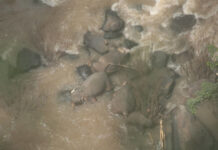 Officials Struggle to Retrieve Six Elephants Who Died at Waterfall Drone footage of elephant carcasses at the base of Haew Narok Waterfall on Oct. 5.