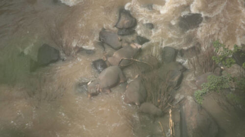Drone footage of elephant carcasses at the base of Haew Narok Waterfall on Oct. 5.