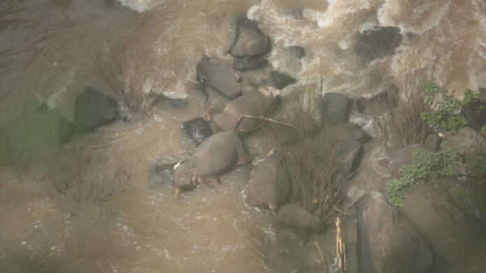Drone footage of elephant carcasses at the base of Haew Narok Waterfall on Oct. 5. Drone footage of elephant carcasses at the base of Haew Narok Waterfall on Oct. 5.