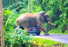 Elephant Squishes Car in Khao Yai National Park