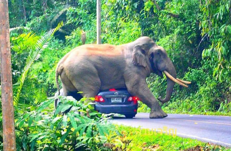 Elephant Squishes Car in Khao Yai National Park