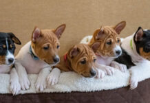 Officials Unveil Puppies Descended from King Rama IX’s Favorite Dog, Thong Daeng Photo: Thai Royal Palace