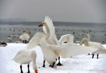 Chinese Man Gets Stuck in Ice While Rescuing Swans Stuck in Ice