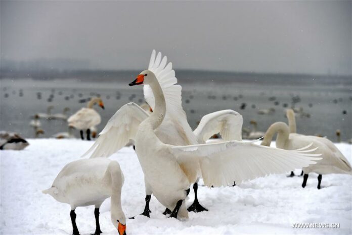 Swans are seen at the Yellow River Wetland in Pinglu County, north China's Shanxi Province, Jan. 4, 2018. (Xinhua/Zhan Yan)