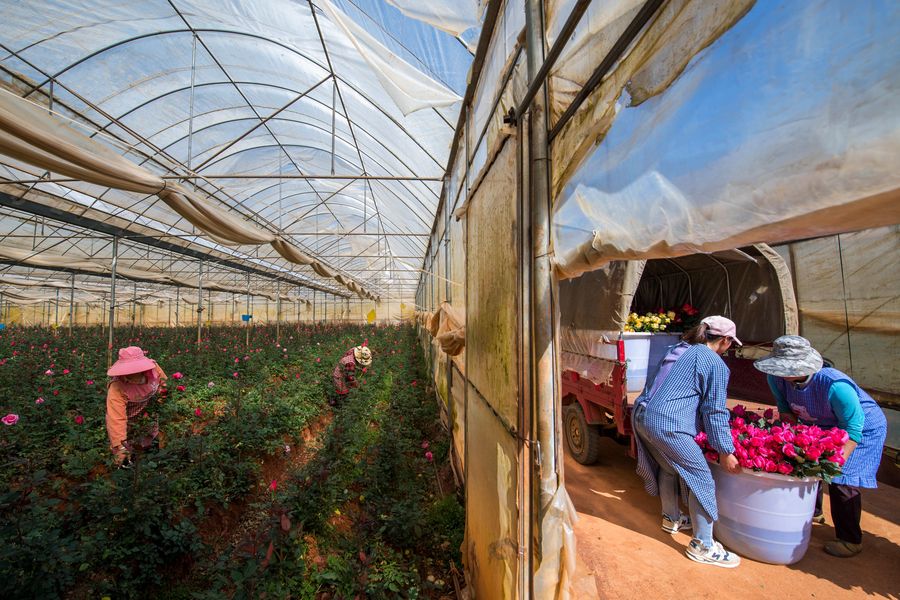 Flower growers work at a flower industrial park in Yi autonomous county of Shilin, southwest China's Yunnan Province, Feb. 15, 2019. Photo: Hu Chao / Xinhua