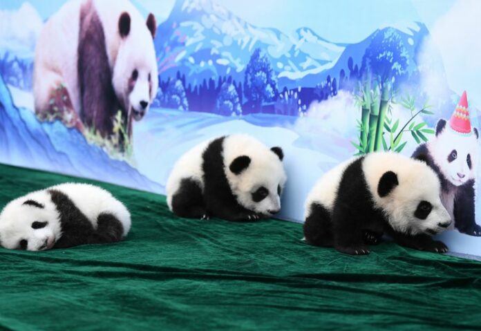 Three panda cubs including a pair of twins met the public for the first time since they were born in July and August this year at the Qinling Research Base of Giant Panda Breeding of Shaanxi Academy of Forestry in Xi'an, northwest China's Shaanxi Province, Nov. 11, 2019. Photo: Li Yibo / Xinhua Three panda cubs including a pair of twins met the public for the first time since they were born in July and August this year at the Qinling Research Base of Giant Panda Breeding of Shaanxi Academy of Forestry in Xi'an, northwest China's Shaanxi Province, Nov. 11, 2019. Photo: Li Yibo / Xinhua