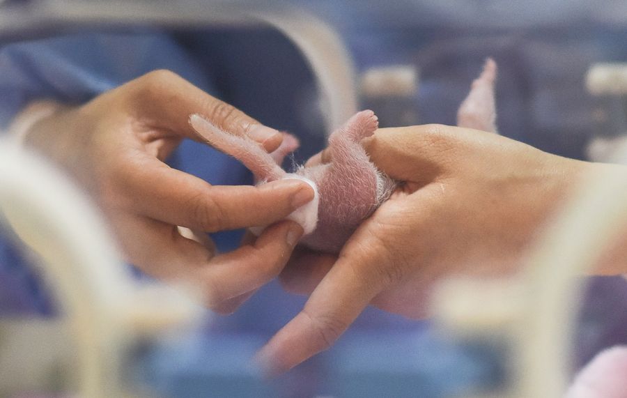 A staff member takes care of the newly-born panda cub at the Chengdu Research Base of Giant Panda Breeding in Chengdu, capital of southwest China's Sichuan Province, June 6, 2019. Photo: Xue Yubin / Xinhua