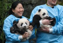Two Giant Pandas Born in Belgium Given Official Names