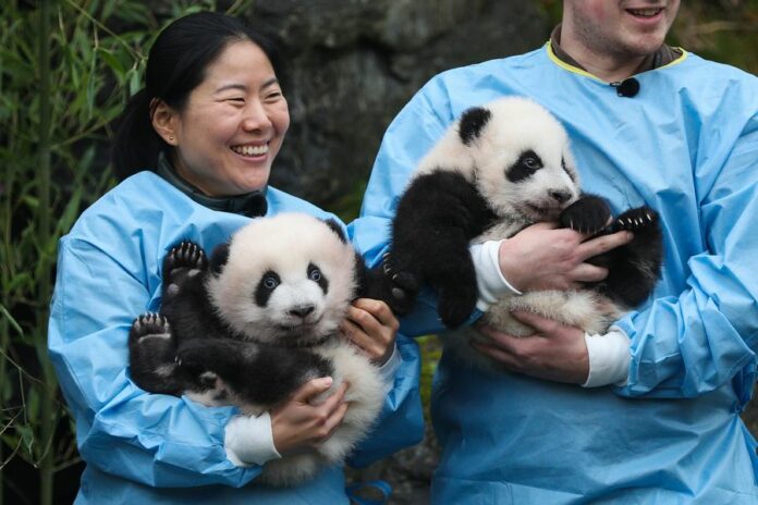 Zookeepers hold the panda twins