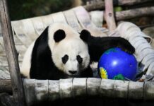 US National Zoo Director Hails Cooperation With China on Pandas