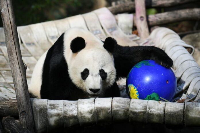 U.S.-born male giant panda Bei Bei is seen at the Smithsonian's National Zoo in Washington D.C., the United States, on Nov. 11, 2019. (Xinhua/Liu Jie)