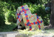 Chinese Pandas to Stay in South Australia for 5 More Years