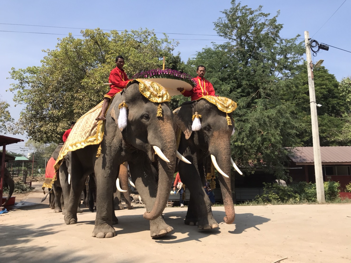 Elephants join the fest at an elephant camp in Ayutthaya.