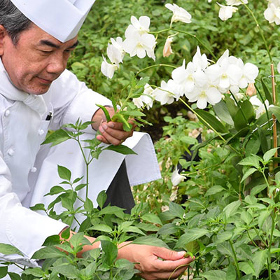 Chef Vichit Mukura picking herbs. Photo: Khao / Facebook