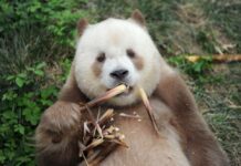 World’s Only Captive Brown Giant Panda Adopted