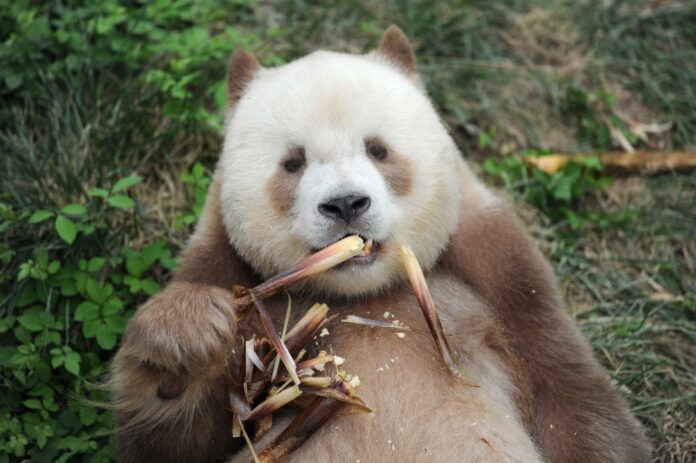 Qizai, a rare brown and white giant panda, eats bamboo shoots at Shaanxi rare wild animals rescuing and raising research center in Xi'an, northwest China's Shaanxi Province, Sept. 7, 2018. (Xinhua/Zhang Bowen)