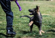 Cloned Dogs Join Police Force in Beijing