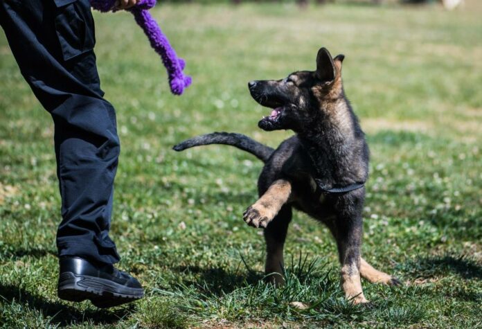 China's first cloned police dog Kunxun plays with a trainer at Kunming Police Dog Base in Kunming, southwest China's Yunnan Province, March 21, 2019. (Xinhua/Jiang Wenyao)
