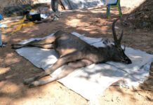 Deer in National Park Dies from Eating 7kg of Plastic Carcass of a deer found in a forest near Khunstan National Park on Nov. 25, 2019.