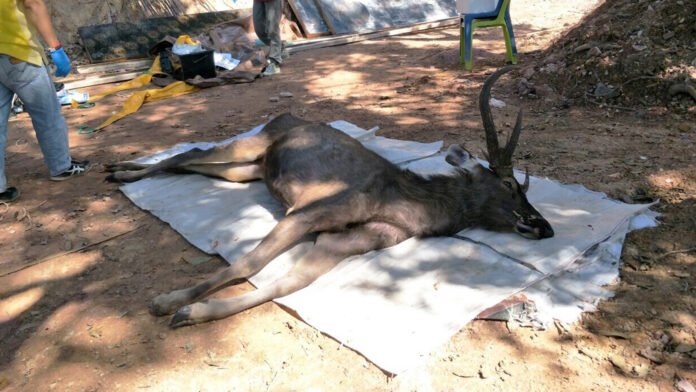 Carcass of a deer found in a forest near Khunstan National Park on Nov. 25, 2019. Carcass of a deer found in a forest near Khunstan National Park on Nov. 25, 2019.