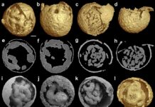 World’s Earliest Embryo Fossils Found in China, Experts Say