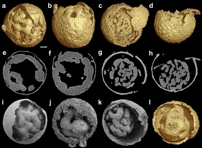 Researchers used x-ray nanotomography to show how Caveasphaera developed within an envelope, very much like an embryo. Image: Yin Zongjun and Philip Donoghue