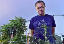 Finally, a Law on Importing and Producing Medical Cannabis is (Almost) Here