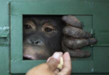 Thailand Returns Orangutans to Their Indonesian Homeland