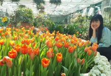 Free Stuff for New Year’s: Tollway, (Some) BTS Rides, and Plant Seeds A woman poses with tulips Dec. 19 at Royal Park Rajapruek in Chiang Mai.