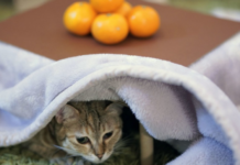 Japanese Chicken Seller Runs Fruity Campaign to Help Shelter Cats