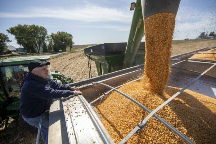 Farm owner Bill Pellett watches the harvested corn loading into a truck in a field of Pellett family's farm in Atlantic, a small city in Iowa, the United States, Oct. 14, 2019. (Xinhua/Wang Ying)