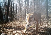 New 10 Siberian Tiger Cubs Born in China’s National Park