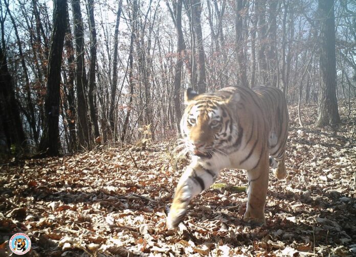 New 10 Siberian Tiger Cubs Born In China S National Park