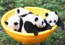 4 Panda Cubs Mark Half-Year Anniversary in SW China
