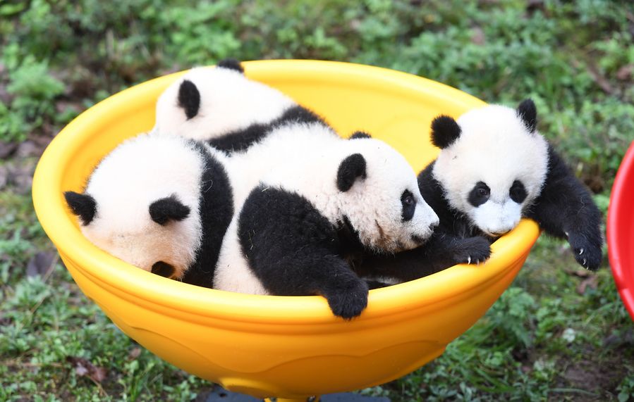 ♡ 。*❁panda cub❁*。大きなトランプJSK♡110♡ 4 Panda Cubs Mark Half-Year Anniversary in SW China