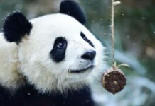 4 Pandas Adapt Well to First Winter on Qinghai Plateau