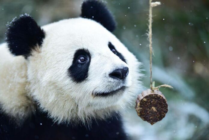 Image: Xinhua