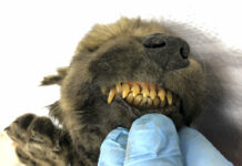 Russian Scientists Present Ancient Puppy Found in Permafrost This is a handout photo taken on Monday, Sept. 24, 2018, showing a 18,000 years old Puppy found in permafrost in the Russia's Far East, on display at the Yakutsk's Mammoth Museum, Russia. Russian scientists have presented a unique prehistoric canine, believed to be 18,000 years old and found in permafrost in the Russia's Far East, to the public on Monday, Dec. 2, 2019. Photo: Sergei Fyodorov, Yakutsk Mammoth Museum via AP