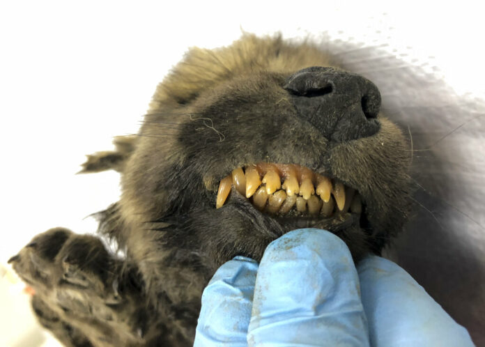 This is a handout photo taken on Monday, Sept. 24, 2018, showing a 18,000 years old Puppy found in permafrost in the Russia's Far East, on display at the Yakutsk's Mammoth Museum, Russia. Russian scientists have presented a unique prehistoric canine, believed to be 18,000 years old and found in permafrost in the Russia's Far East, to the public on Monday, Dec. 2, 2019. Photo: Sergei Fyodorov, Yakutsk Mammoth Museum via AP