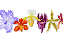 Orchids Bloom on Google To Celebrate Famed Thai Botanist Google Doodle for the 97th birthday anniversary of Rapee Sagarik. Image: Google