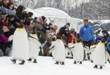 Penguins Charm Visitors With Winter Strolls at Hokkaido Zoo