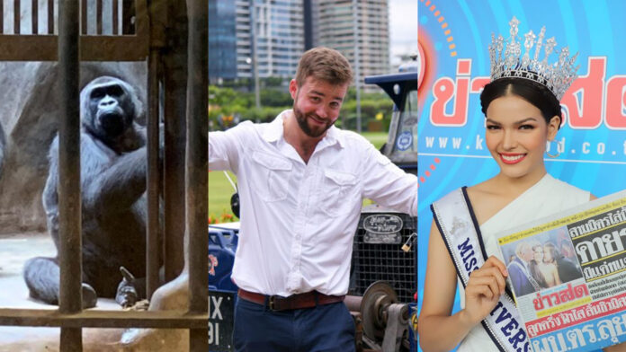 Bua Noi the gorilla, left, The Last Overland team leader Alex Bescoby, center, and Miss Universe Thailand 2019 Jennifer Paweensuda “Fahsai” Drouin, right.