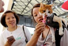 Chinese Spend 28 Billion USD on Cats and Dogs in 2019