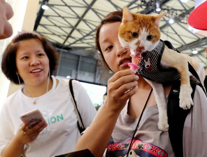 A pet cat tastes cat snacks at the 21st Pet Fair Asia in Shanghai, east China, Aug. 25, 2018. (Xinhua/Fang Zhe)