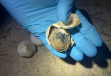 National Park Sets Bounty for Stolen Eggs of Rare Sea Turtle