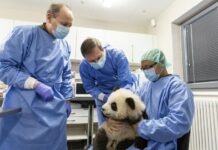 Berlin Zoo Prepares Panda Cubs for Their Big Day Out