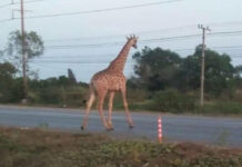 Giraffe Who Escaped Zoo Convoy is Found Dead