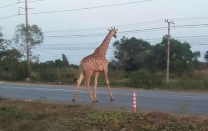 The giraffe runs away on Jan. 28, 2019.