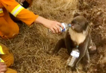 Have a Barbie to Support Aussie Bushfire Relief This Weekend Photo: Oakbank Balhannah CFS / AP File