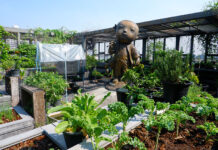 Review: Healthy Cafeteria Food, Free Wellness Activities at Suan Phlu Park